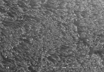 SEM micrographs of aligned carbon nanotube forest