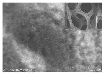 SEM micrograph of mixed metal oxide nanopetals grown on foam